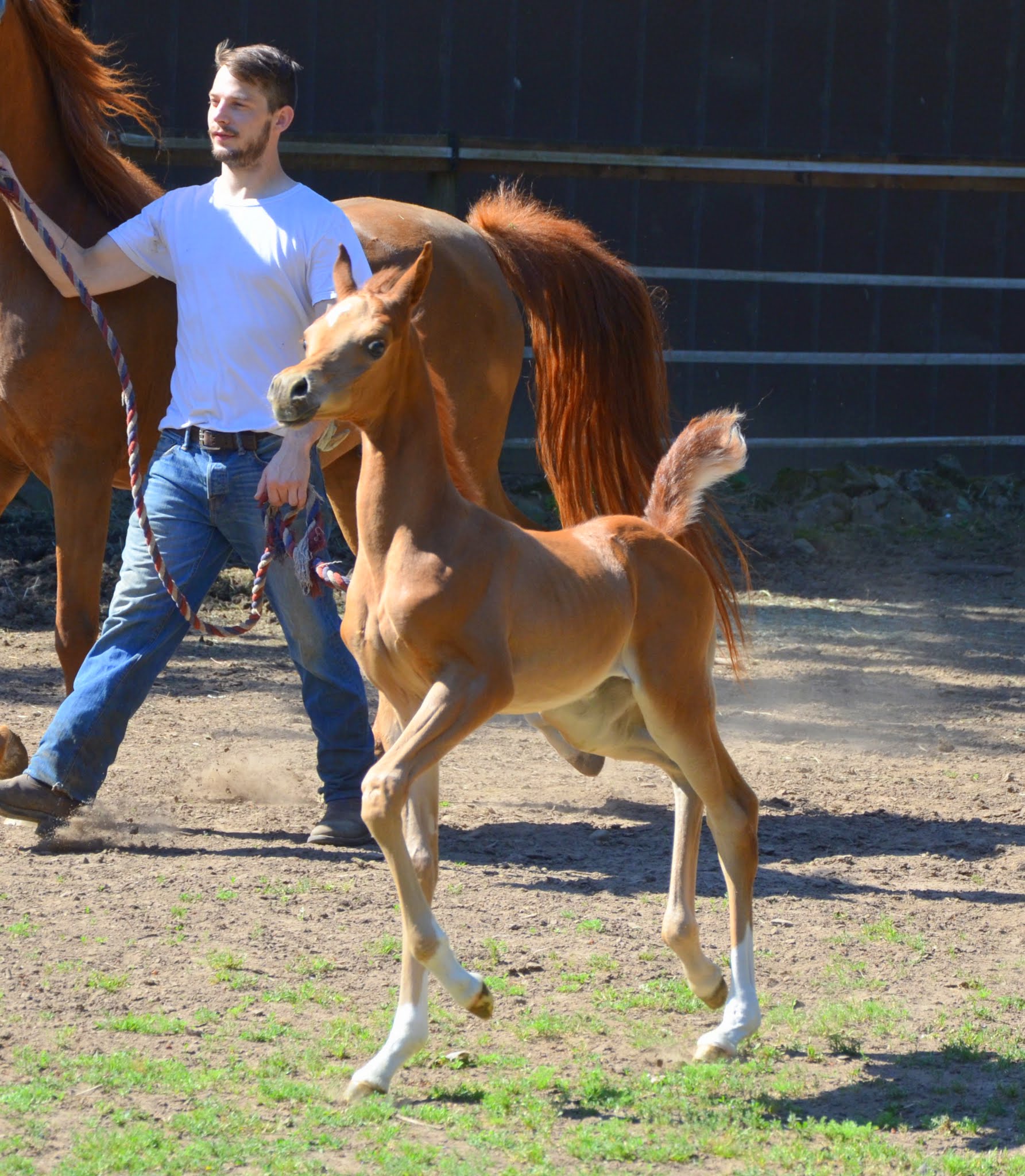 Arabian | Arabians | Arabian Horses For Sale